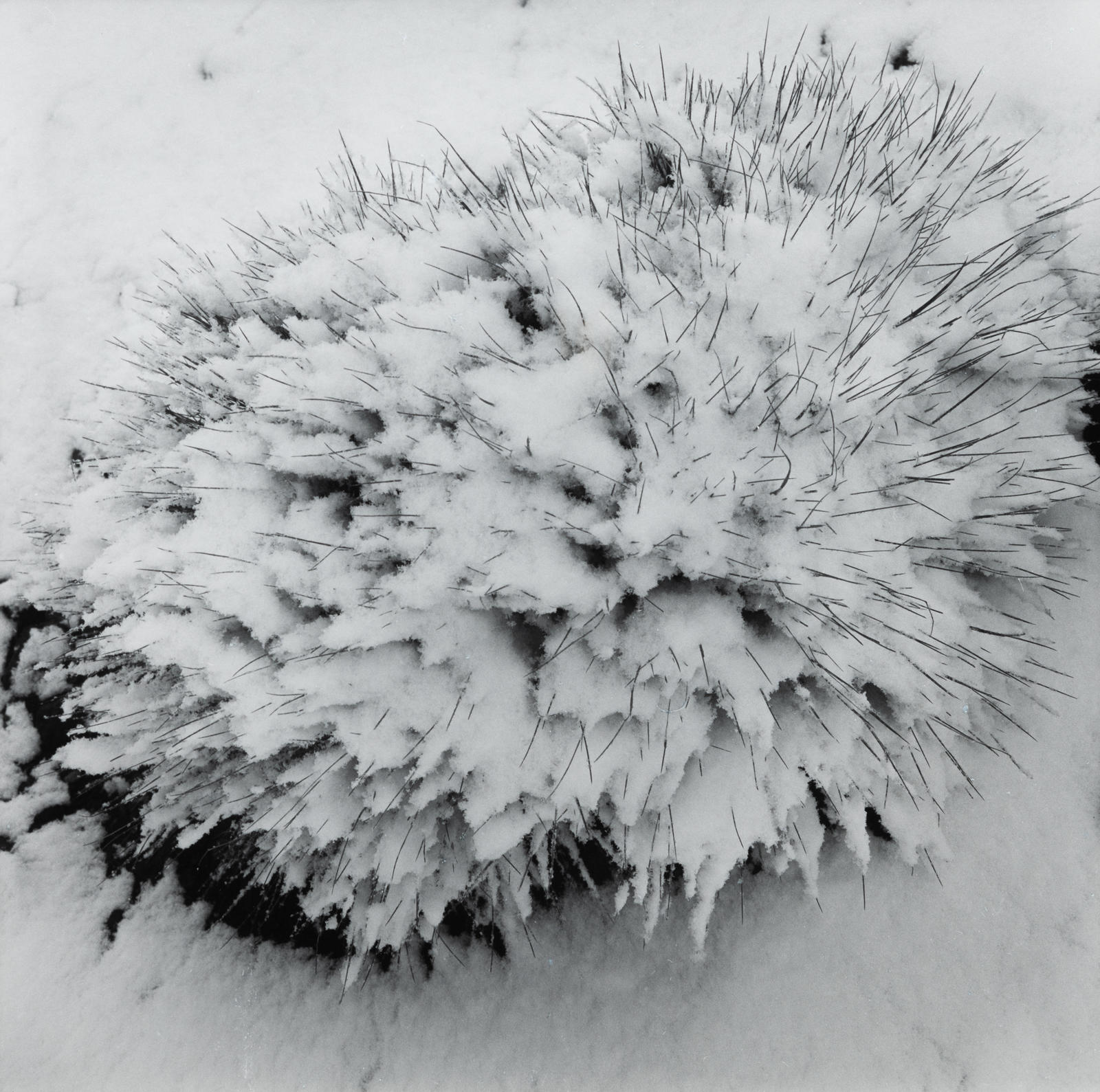 Ruapehu