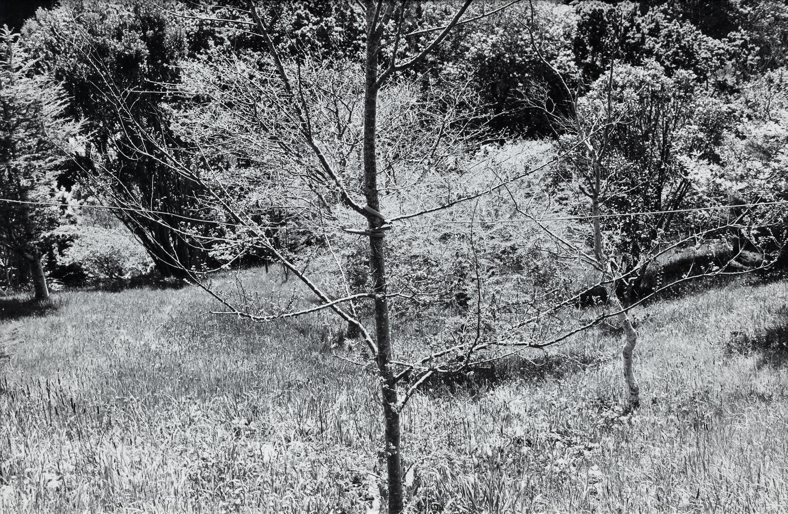 Portfolio of Foliage (j)