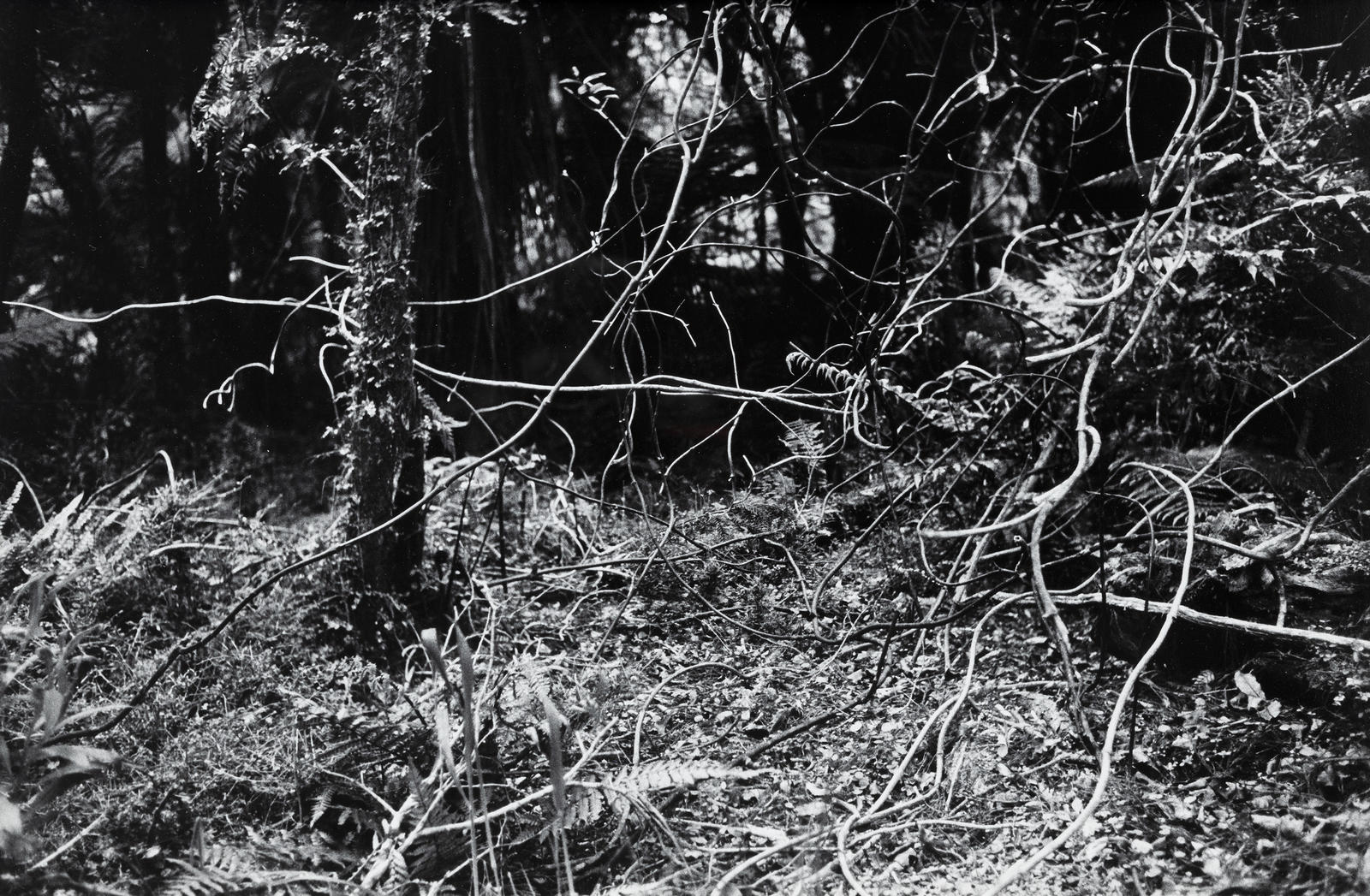 Portfolio of Foliage (p)