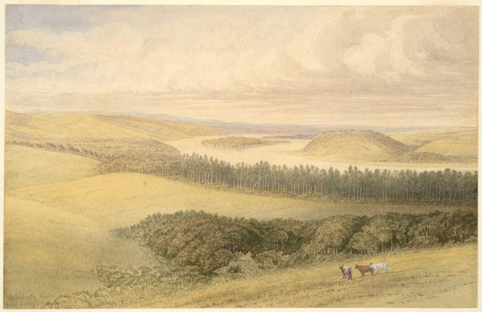 Waikato River from Selby's Farm