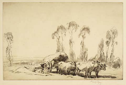 Normandy Oxen