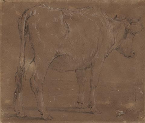Study of a Cow