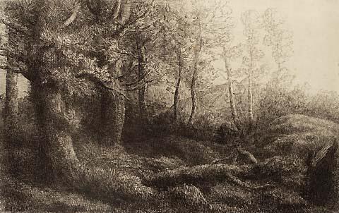 A Woodland Study