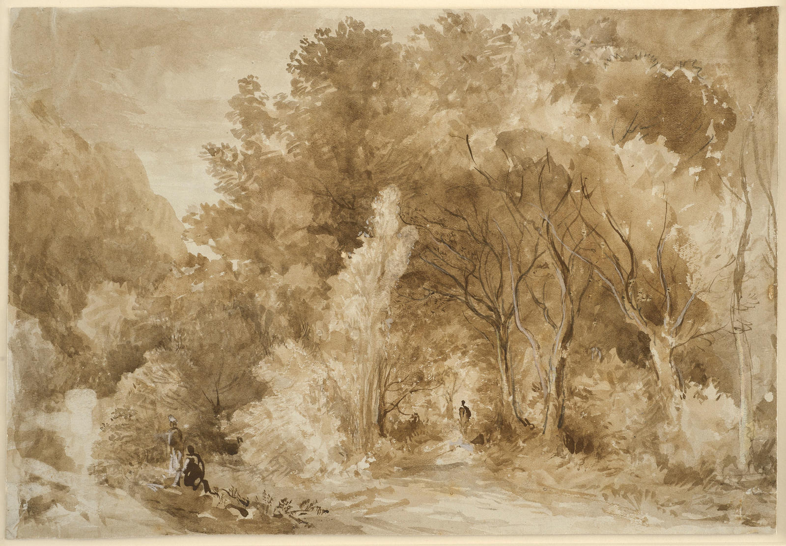Woodland Scene