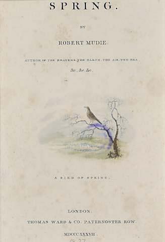A Bird of Spring