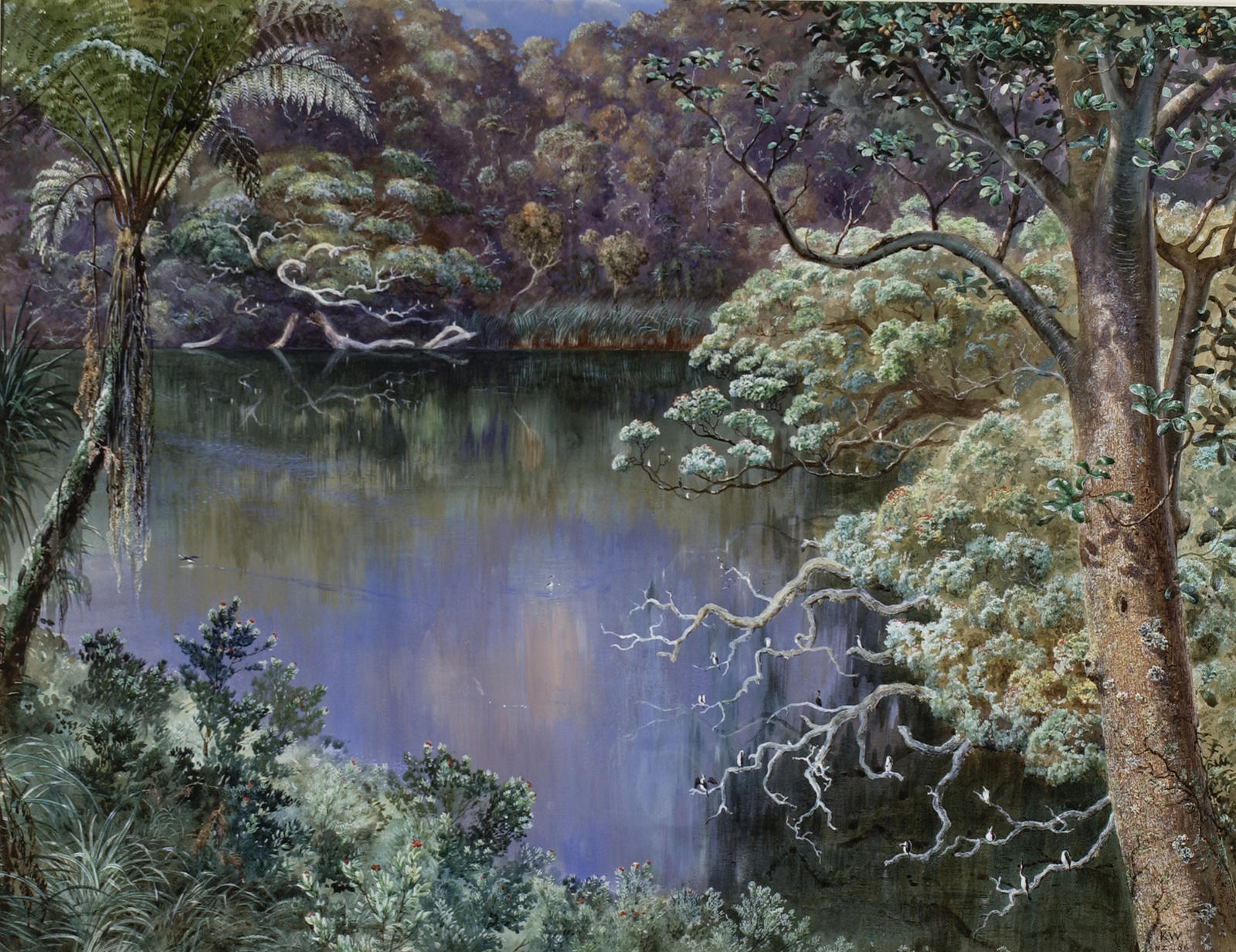 The Home of the cormorants, Waitakere Ranges
