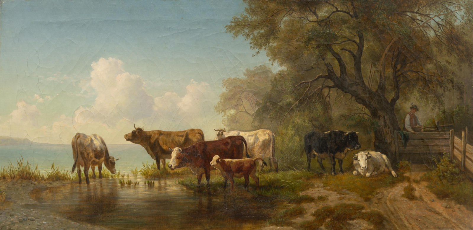 Cattle