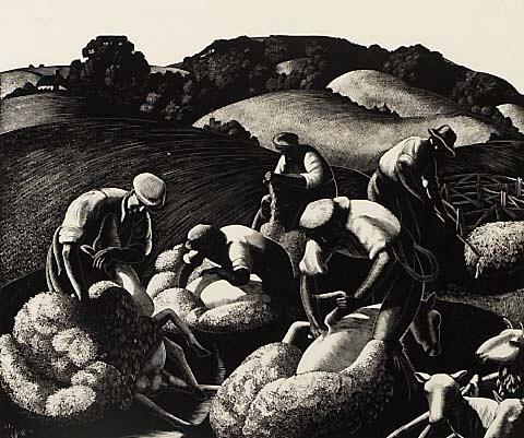 Sheep shearing