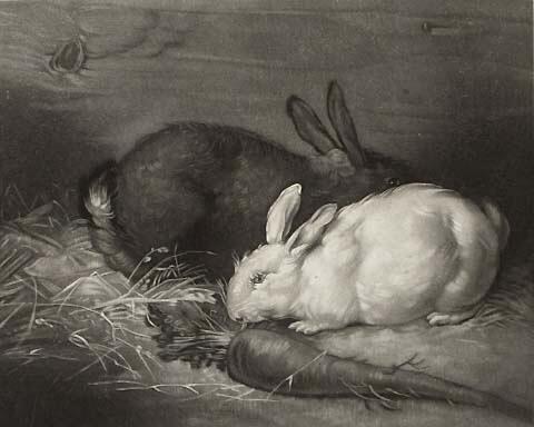 Rabbits