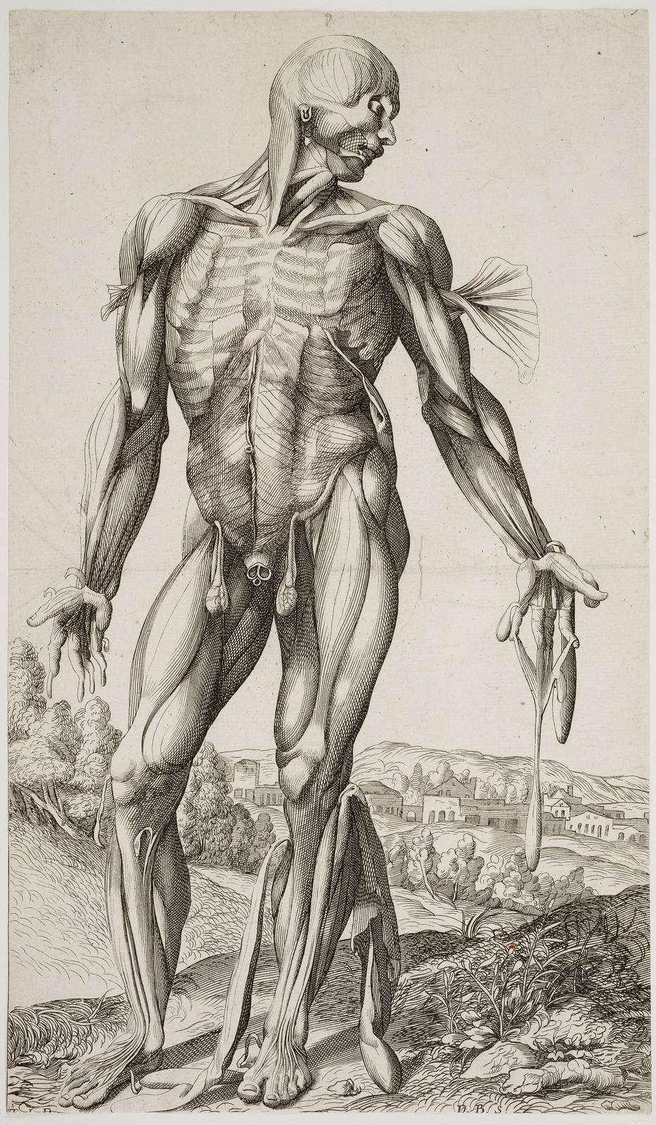 The First Plate of the Muscles
