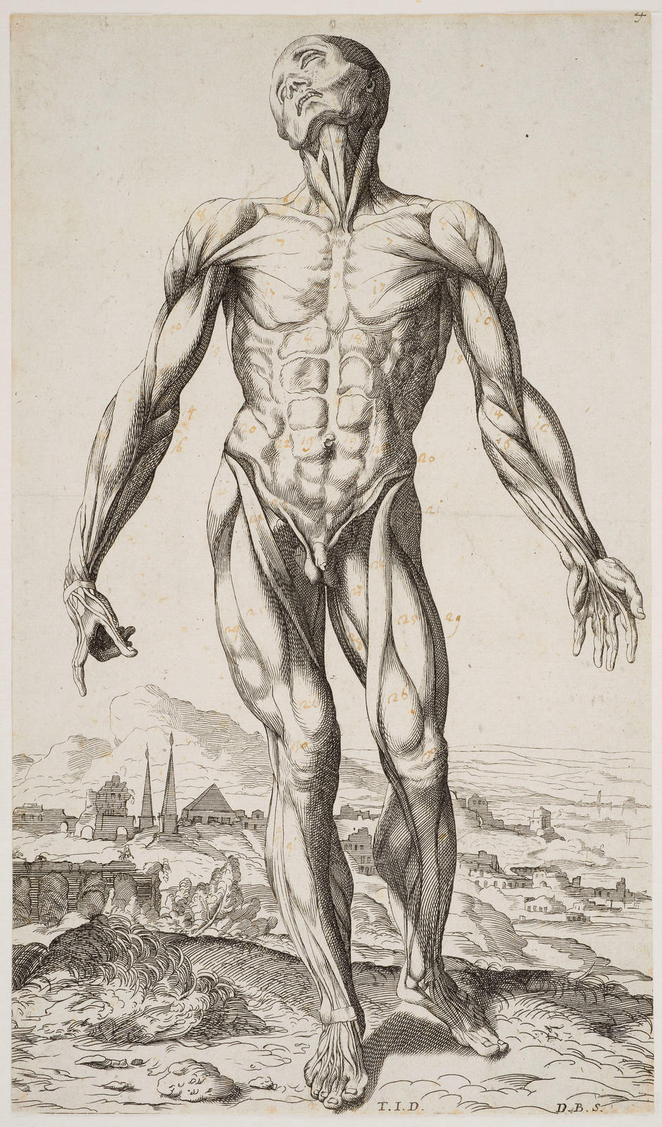 The Fourth Plate of the Muscles