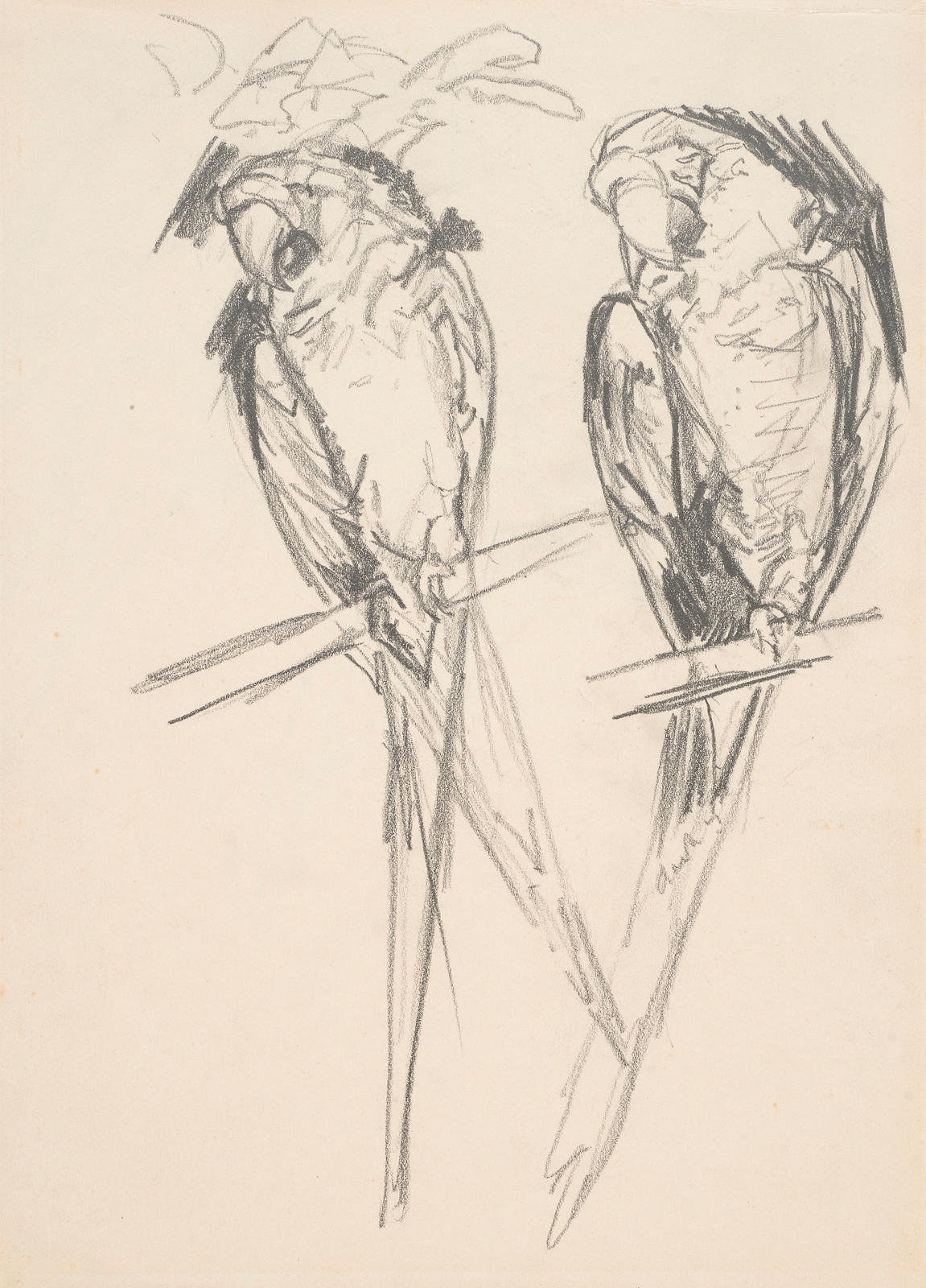 Two Parrots