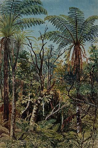 New Zealand Bush Near Auckland